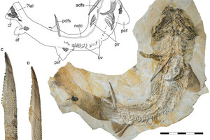 Палеонтологи определили длину тела одной из самых больших акул юрского периода
