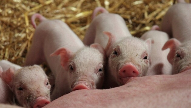 Держстат: у 2020 році в Україні збільшилося лише поголів'я свиней 