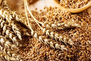 Украина вышла на второе место в мире по экспорту зерна