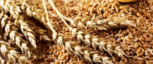 Україна вийшла на друге місце в світі з експорту зерна 
