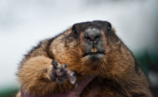 Вважається, що бабак може передбачити прихід весни