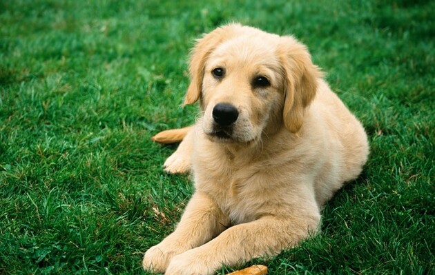 Женщины древних племен привязывались к собакам, что повлияло на их одомашнивание