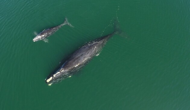 У вымирающего вида китов родилось 14 китят