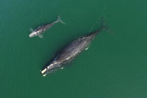 У вимираючого виду китів народилося 14 китенят