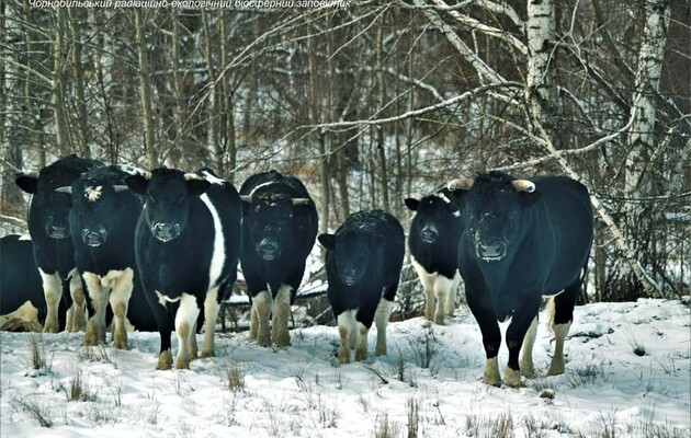 Дикі корови в Чорнобильській зоні почали поводити себе як дикі предки 