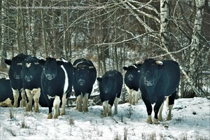 Дикі корови в Чорнобильській зоні почали поводити себе як дикі предки 