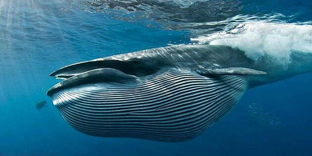 Вчені знайшли в Мексиканській затоці новий вид вусатих китів 