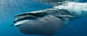 Вчені знайшли в Мексиканській затоці новий вид вусатих китів 