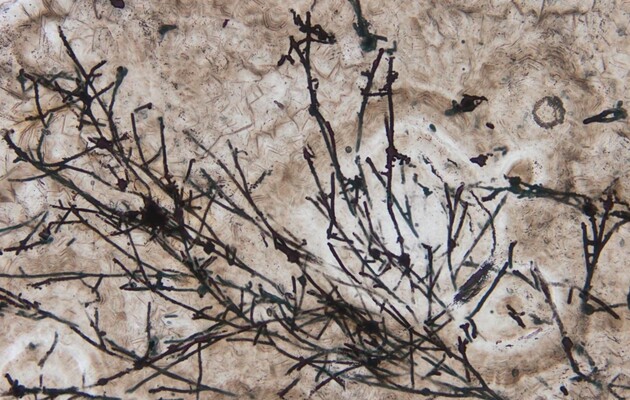 Найдены останки грибов возрастом 635 миллионов лет