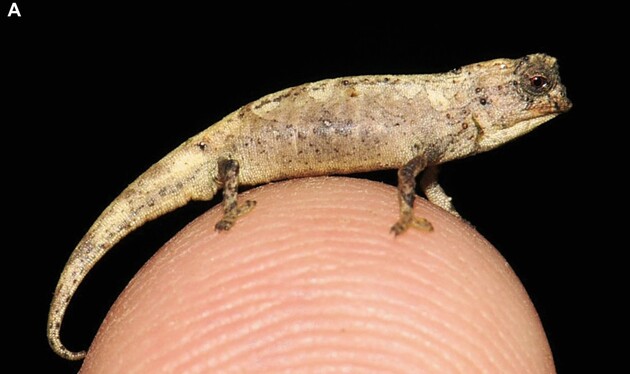 Найменший у світі хамелеон - не більший за кінчик пальця