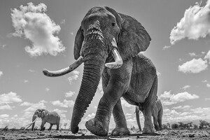 Відомий фотограф дикої природи демонструє величну красу слонів, щоб зберегти їх популяцію