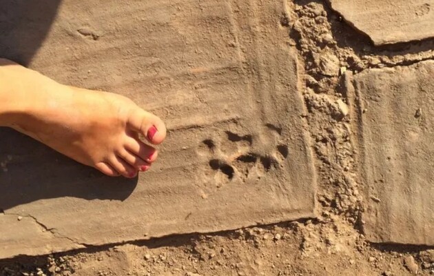 Щеня залишило сліди на плитах, які сохли перед випалюванням в майстерні