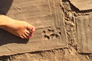 Археологи знайшли слід цуценяти і малюнок дитини на древніх будівельних плитах