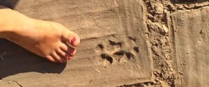 Археологи знайшли слід цуценяти і малюнок дитини на древніх будівельних плитах
