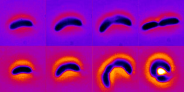 Бактерии меняют свою форму для защиты от антибиотиков 