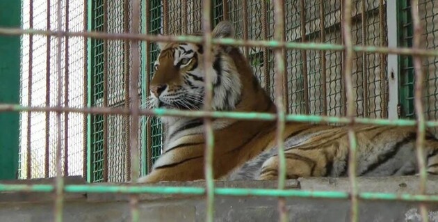 В Черниговской области тигр загрыз работника зоопарка