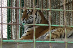 У Чернігівській області тигр загриз працівника зоопарку 