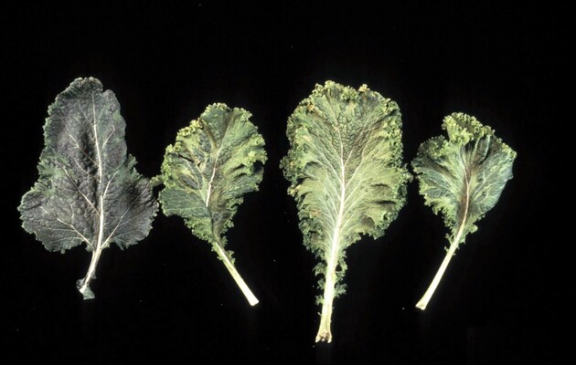 Віруси допомагають своїм господарям вижити при нестачі вологи