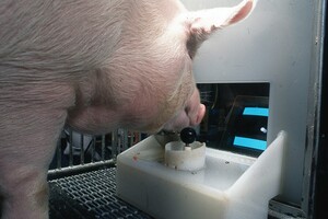 Ученые научили свиней играть в компьютерные игры