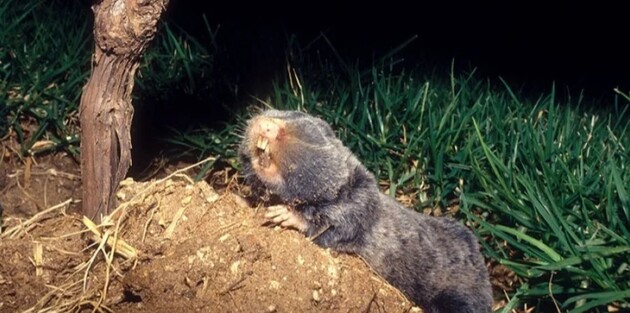 Організм сліпаків має коротку імунну пам'ять