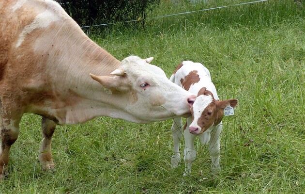  Білл Гейтс пропонує боротися з глобальним потеплінням шляхом скорочення поголів'я корів
