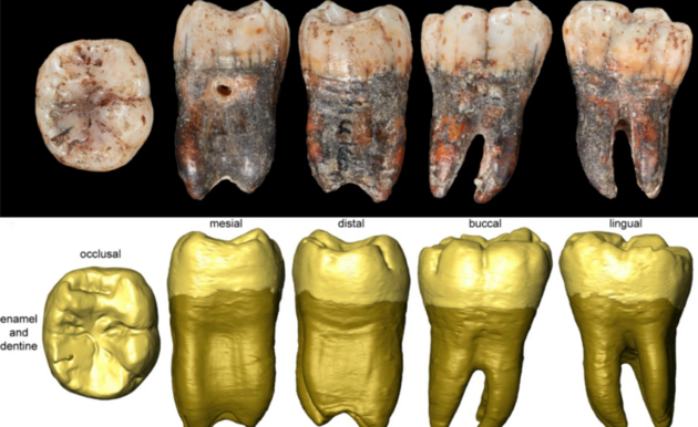 Зуб неандертальця знайшли в печері Шукба