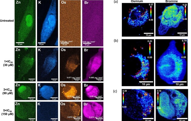 Ученые смогли заглянуть внутрь раковых клеток