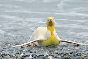 Бельгийскому фотографу посчастливилось встретить еще не виданного желтого пингвина