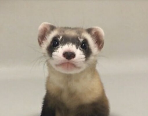 Хорька назвали Элизабет Энн