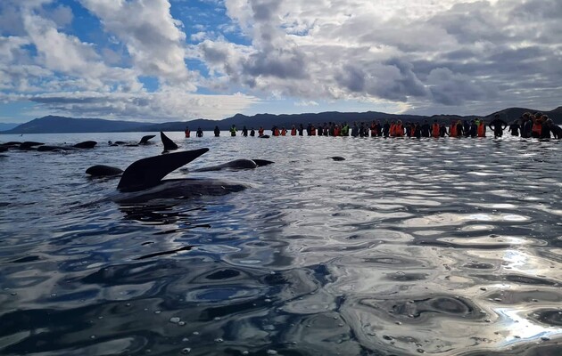 Волонтерам удалось спасти 28 черных дельфинов, которые выбросились на берег в Новой Зеландии