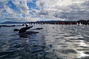 Волонтерам удалось спасти 28 черных дельфинов, которые выбросились на берег в Новой Зеландии