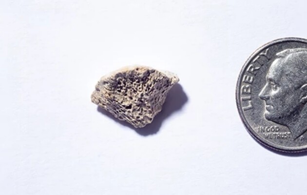 Кістка належала найдавнішій домашній собаці в Америці