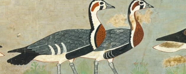 У стародавній єгипетській гробниці знайшли зображення вимерлого виду гусей 