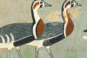 В древней египетской гробнице нашли изображение вымершего вида гусей
