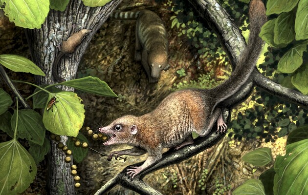 В США найдены останки древнейших приматов
