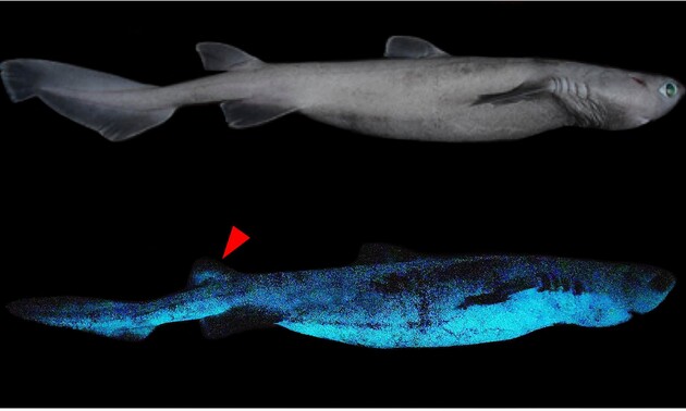 Вчені відкрили найбільшу акулу, що світиться