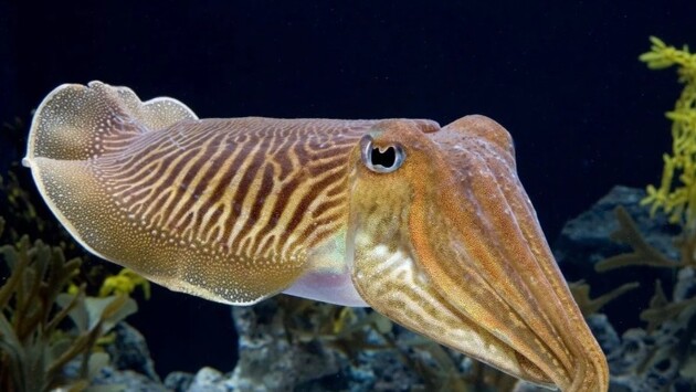 Каракатиці продемонстрували здатність до самоконтролю