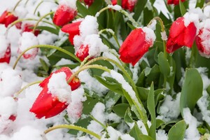 Погода в Україні на вікенд: похолодання зі снігом та заморозками 