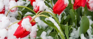 Погода в Україні на вікенд: похолодання зі снігом та заморозками 