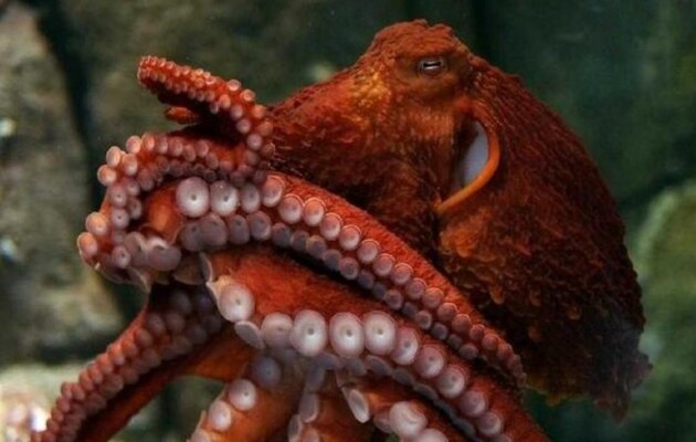 Осьминоги оказались способны запоминать источник боли