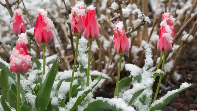 В Україні 8 березня похмуро, очікуються опади у вигляді снігу 
