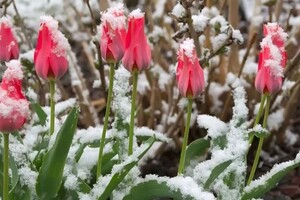 В Украине 8 марта пасмурно, ожидаются осадки в виде снега