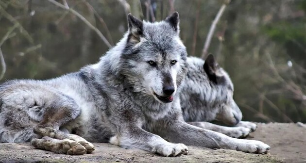 Ученые нашли останки первых одомашненных волков