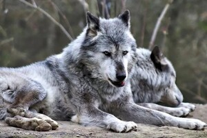 Ученые нашли в Германии останки первых одомашненных волков
