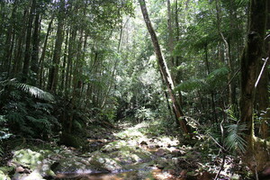Только треть тропических лесов в мире осталась нетронутой – исследование