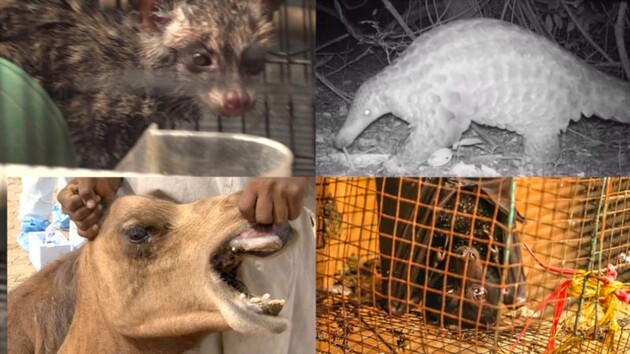 Всі ці тварини можуть стати носіями нового штаму коронавірусу