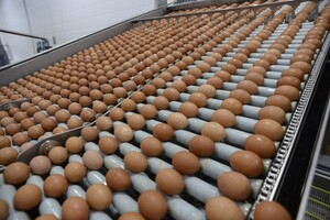 Держстат: В Україні на 16,1% впало виробництво яєць 