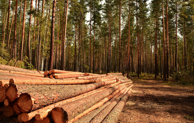 Депутаты планируют разблокировать экспорт древесины в ЕС
