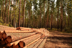 Депутати планують розблокувати експорт деревини в ЄС 