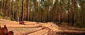 Депутати планують розблокувати експорт деревини в ЄС 